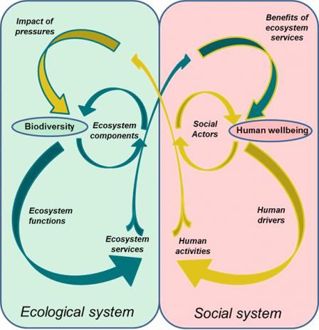 Schematic illustration showing the interrelationships between ecological systems and social systems