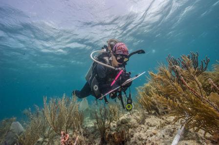 Cheryl  in St. John, U.S. Virgin Islands, conducting a coral demographic survey in which coral species are identified and measured. 