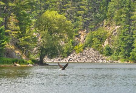 Bald eagle populations have recovered at Deer Lake, where they hadn’t been seen since the 1960’s. 