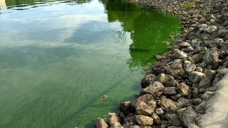 A harmful agal bloom on a lake