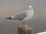 Photo of seagull on a pier piling