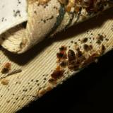 Bed bug adults, skin castings, feces, eggs on a box spring (Photo courtesy of Dr. Louis Sorkin)