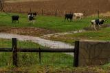 Photo of cows walking over small creek as it flows into nearby stream