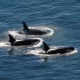 Orcas traveling off the coast of Pender Island, British Columbia.