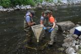 Macroinvertebrate sampling conducted in June 2012 (Housatonic River 1½ Mile)