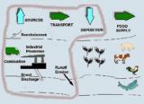 Sources Forward Approach to Dioxin Exposure