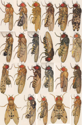 Illustrations of fruit flies