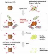 Flowchart showing how a biopolymer nanoparticle infused with Ag+ could replace Ag+ nanoparticles to create biodegradable cleaners