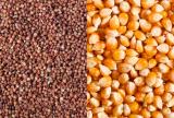 corn-starch-sorghum-feedstock
