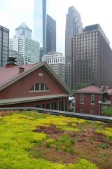 Green roof in a city