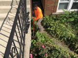 Transplanting plants in Heart of Chicago