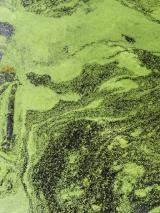Green algae on surface of water