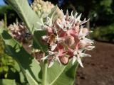A honey bee gathers pollen from showy milkweed flowers.