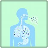 This image shows the silhouette of a person with arrows pointing at the primary way someone can be exposed to radon gas: inhalation, through the airway 