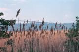 Scenic photograph over a marsh with Chesapeake Bay bridge in background