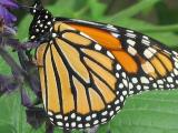 Close up a monarch butterfly perched on a flower