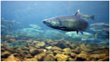 Understanding how fish navigate in rivers and streams is vital to the management of important keystone species like salmon. From Anderson Valley Advertiser. Photo by Annie Kalantarian.