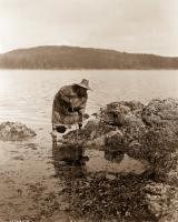 A Kwakiutl gatherer hunts abalones in Washington, 1910.