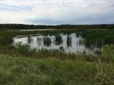 Wild Rice near Mille Lacs Band of Ojibwe