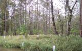 Photo shows herbaceous vegetation with large trees interspersed. Saplings have nutria guards.